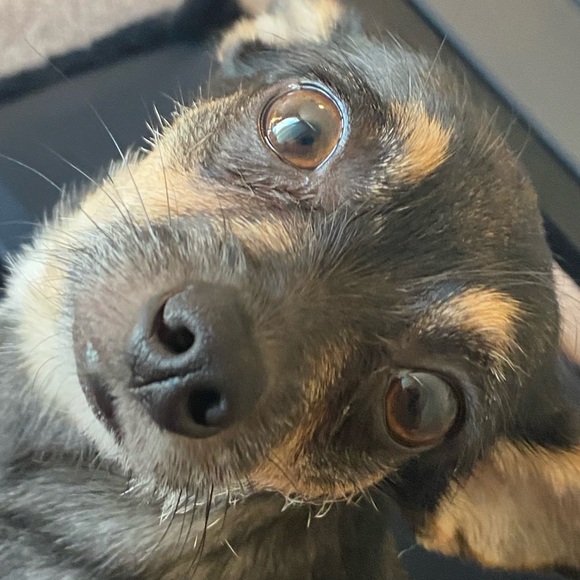 Meet your Posher, Citlali - Picture 1 of 1